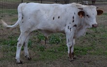 Opal 16 Bull