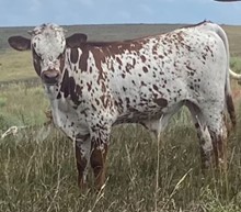 MCR Diamond Jubilee Bull