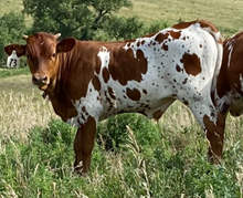 Speckled Lady ST Bull