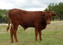 Vanizm x Auggie Sioux 2016 bull