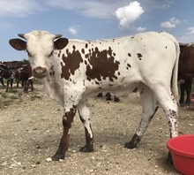 Joe kid x Rio Tari bull calf