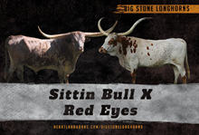 Sittin Bull x Red Eyes