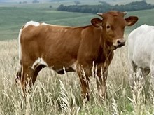 Red Jubilee Heifer Calf