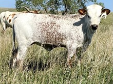 Iron Girl Heifer Calf