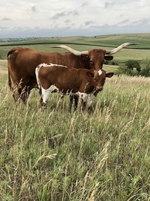 MCR Diamond Jubilee Bull Calf