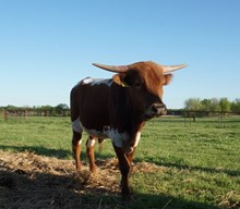 M ARROW MISS UNDERSTOOD 2015 STEER