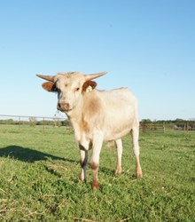 PIXIE ST 2015 STEER