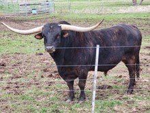 RRR DIAMOND J'S EDGE 515