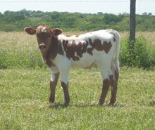 BULL CALF 010