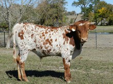 VICTORY LAP X HUBBELL'S QUEEN BLADE BULL CALF