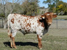 VICTORY LAP X HUBBELL'S QUEEN BLADE BULL CALF