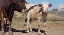 SB x Brandie Jay heifer 